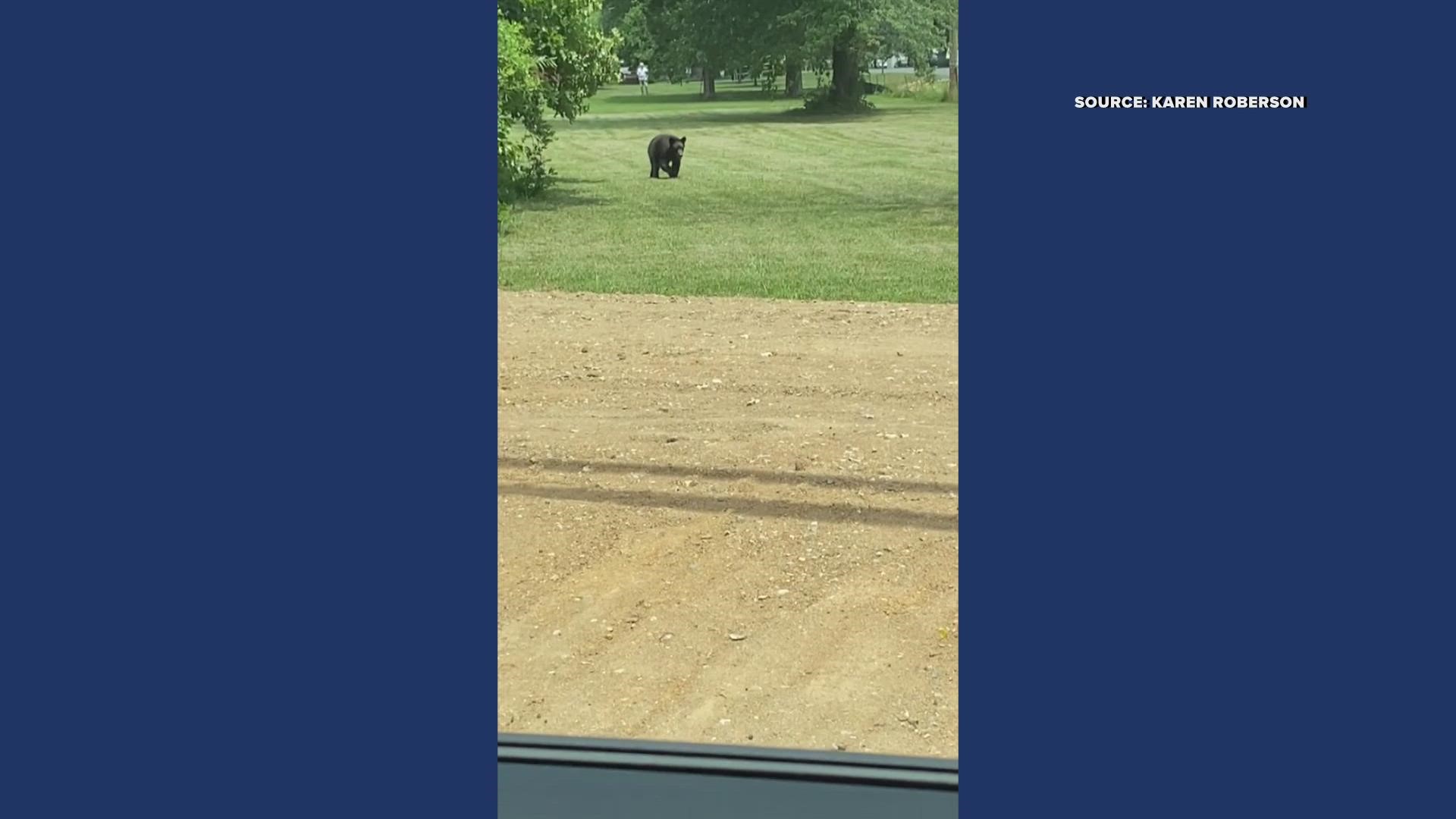 Karen Roberson spotted the bear the other day roaming around the Kernersville area.