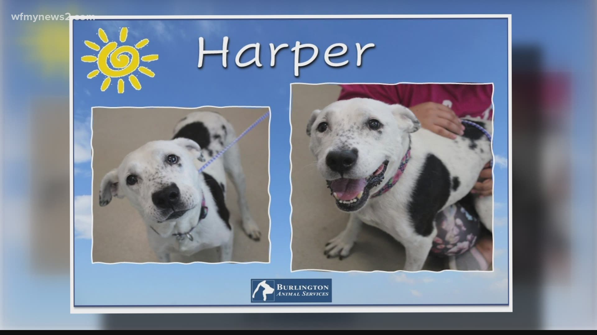 Let’s get Harper adopted!