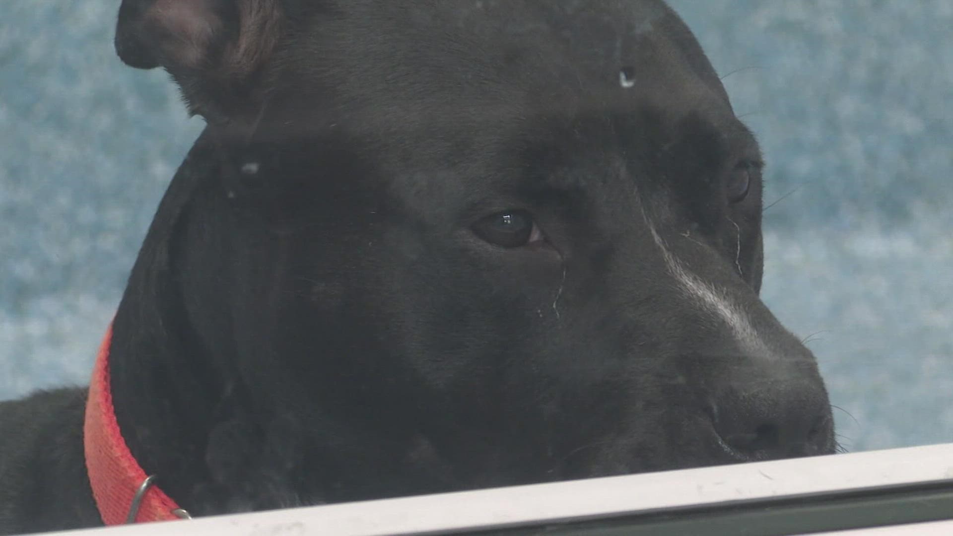 Tips you can follow to care for animals in extreme heat Tips you can follow to care for animals in extreme heat