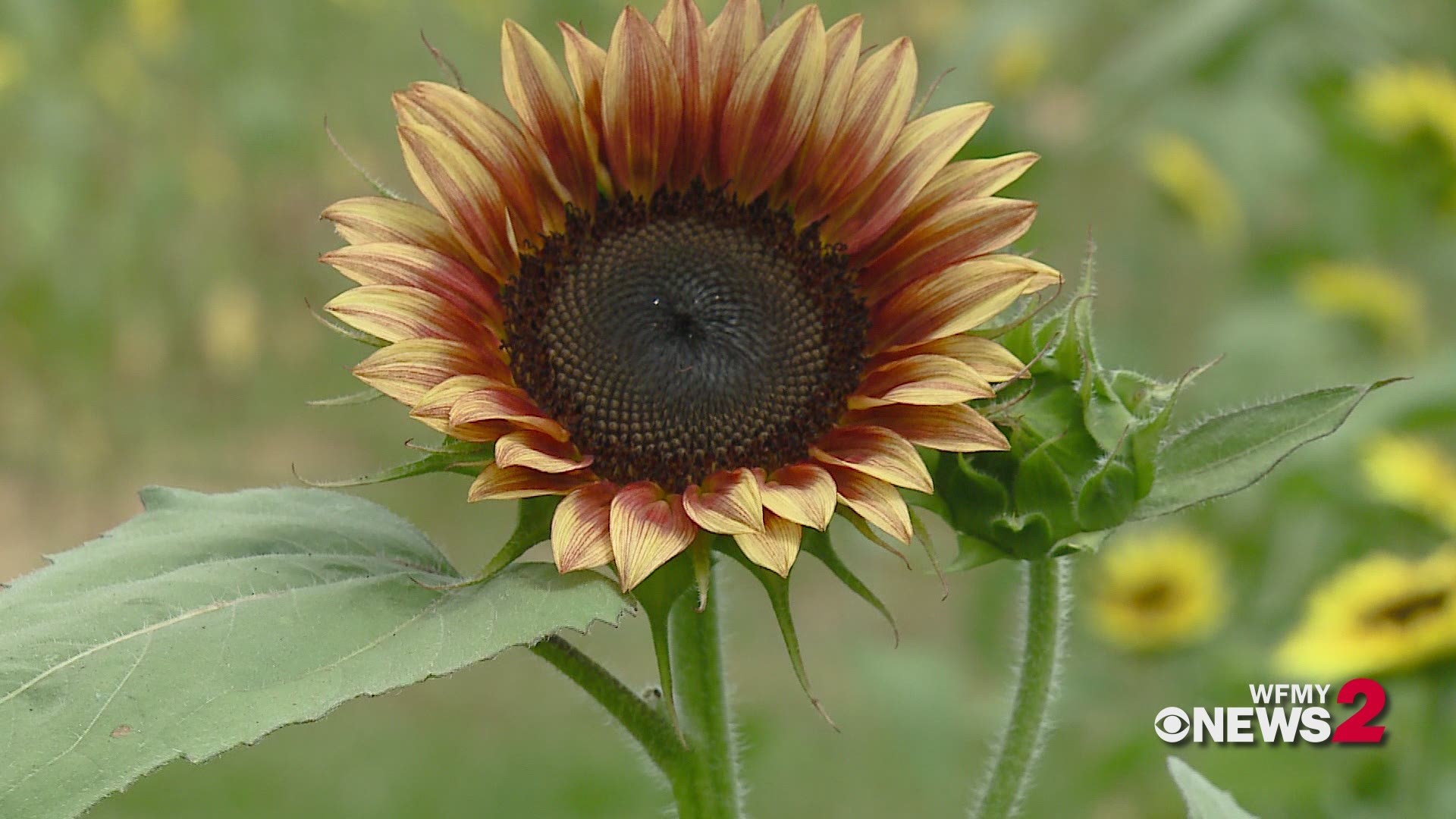 A yearly summertime tradition in Kernersville is here! The U-Pick Sunflower Extravaganza at Dewberry Farm.