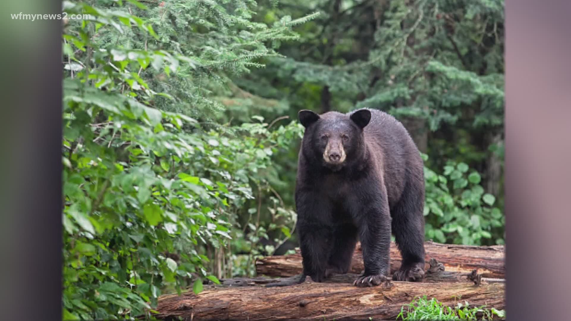 The U.S. National Forest Service is warning hikers about bears taking food and backpacks on the Appalachian Trial.