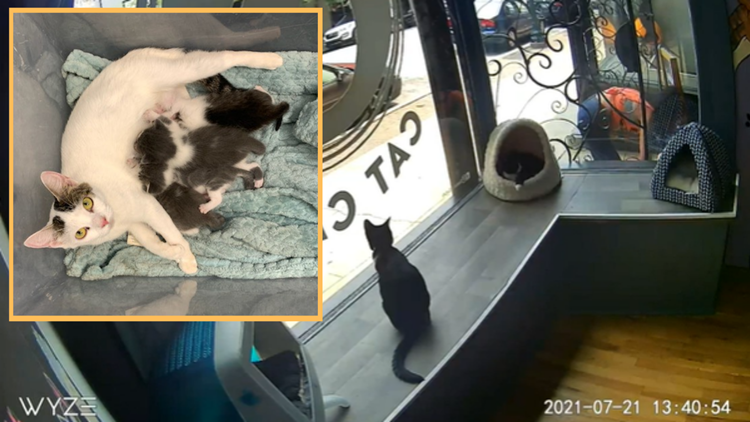 VIDEO: 7 cats, kittens dumped outside Greensboro cat café