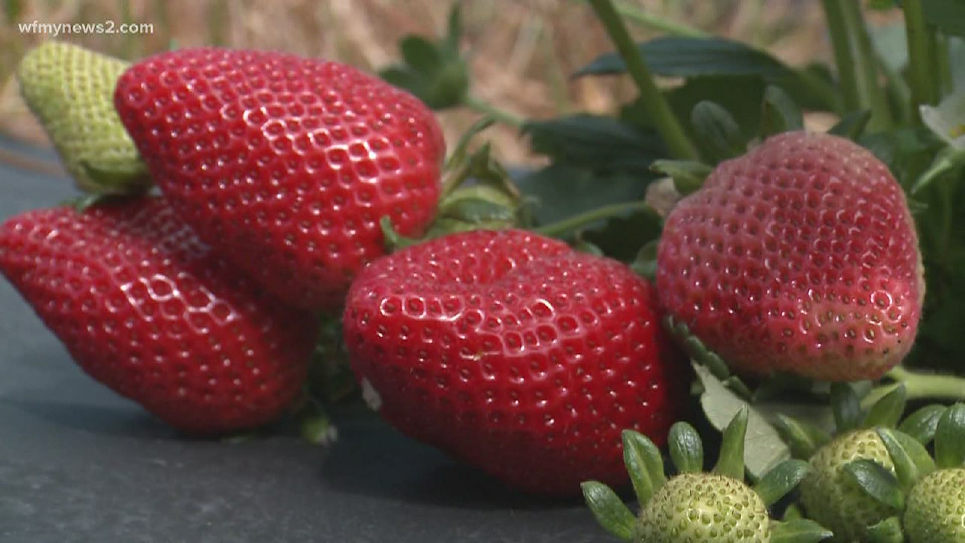 The seasons strawberry picking looks a lot different thanks to the coronavirus pandemic.