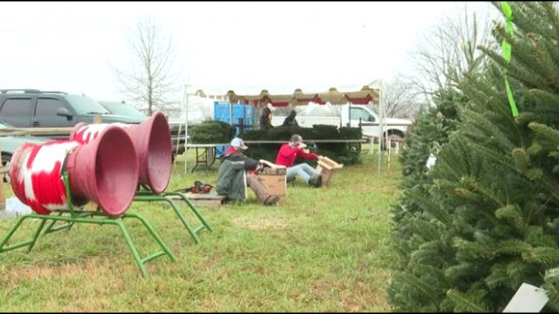 How to safely buy a christmas tree and pick the perfect one
