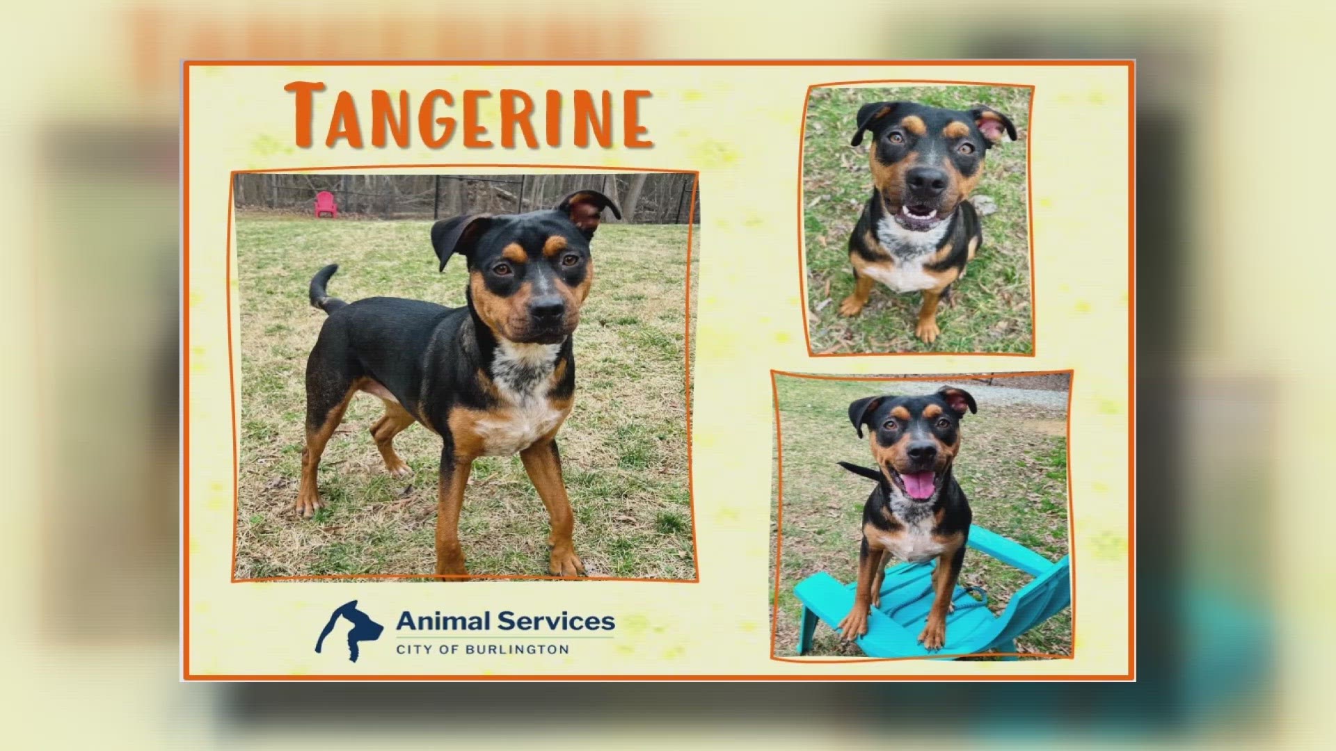 Let’s get Tangerine adopted!