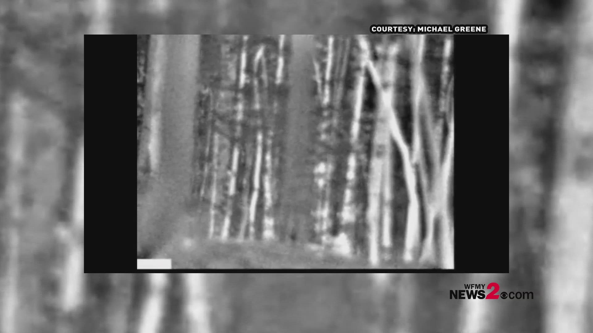 Michael Greene claims his now-viral Squeaky Thermal video shows Bigfoot lurking in the Uhwarrie National Forest.