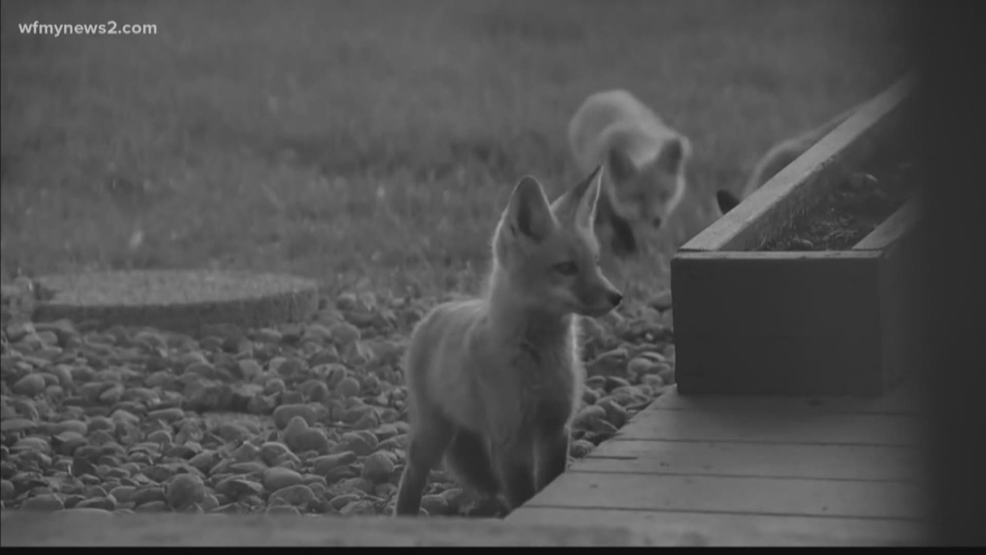 Many neighbors in a Greensboro community are seeing more foxes roaming around. 2 Wants To Know what you should do if you see one.