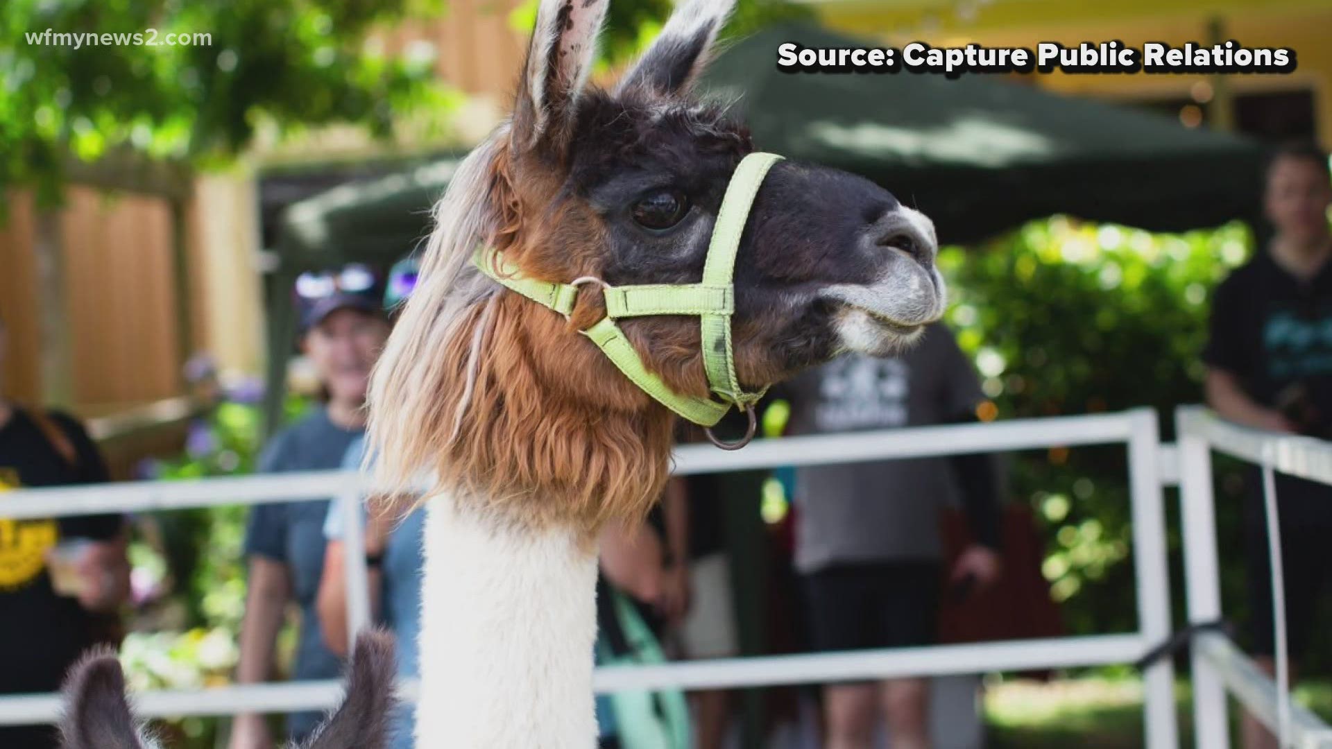 The Tour de Llama is a chance for cyclists to raise money to help provide food and shelter for the hungry and homeless.