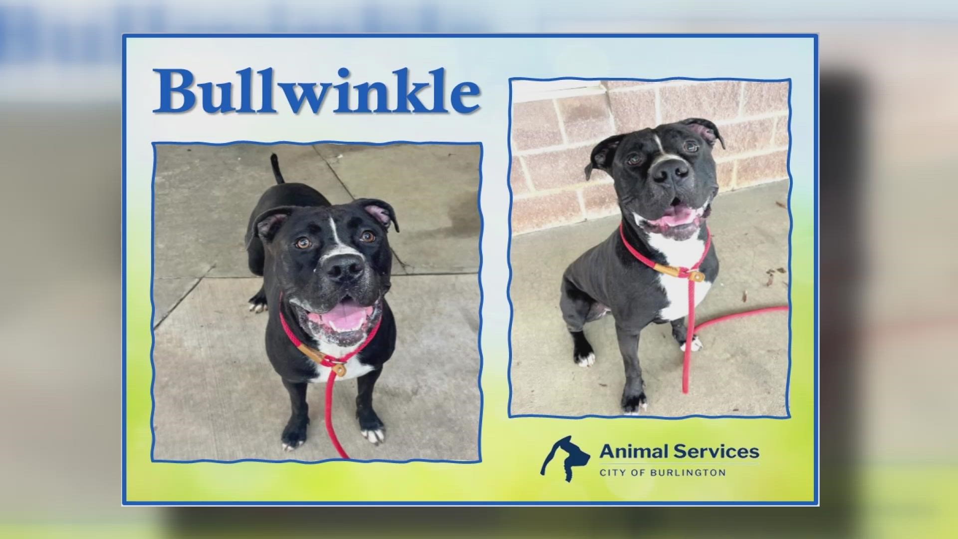 Let's get Bullwinkle adopted!