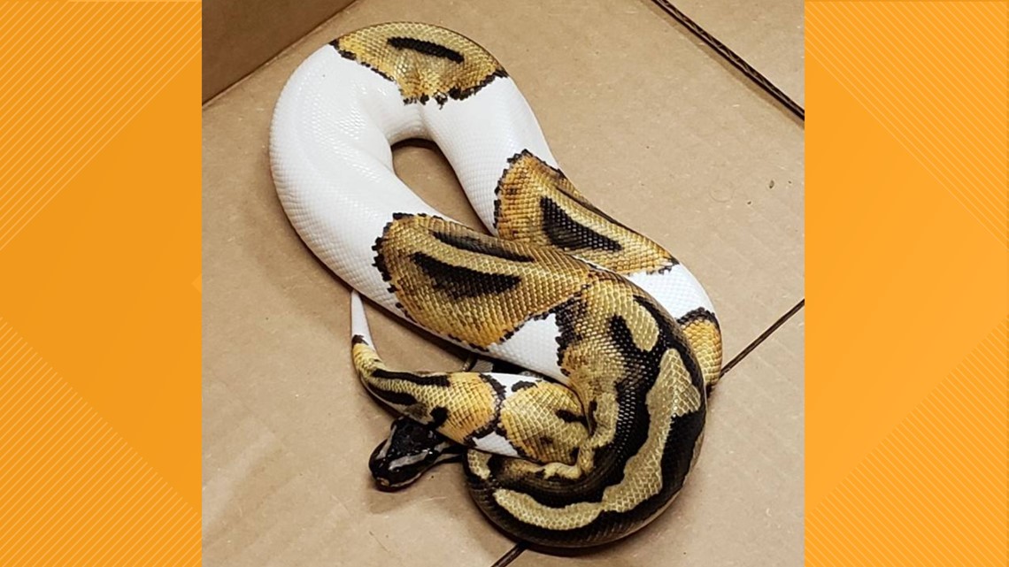【IFSIXWASNINE】POISONOUS SNAKE Python LSC IFSIXWASNINE】POISONOUS SNAKE Python LSC