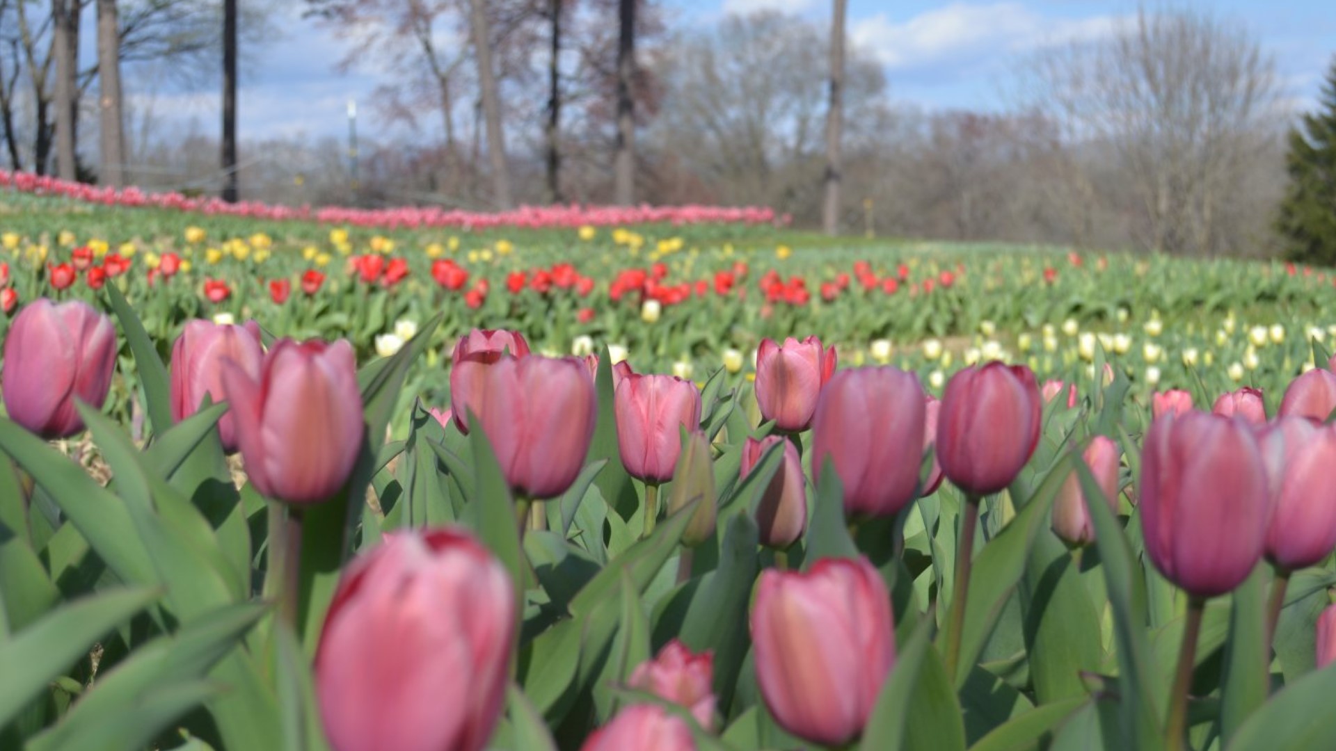 Time to tiptoe through the Dewberry Farm's tulips and while you're at it -- stop and pick a few. You can even take photos. The farm is located in Kernersville.