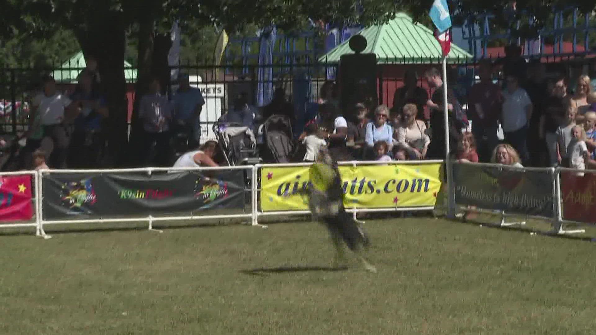 The show is a mashup between a circus act and a frisbee contest, featuring dazzling doggies.