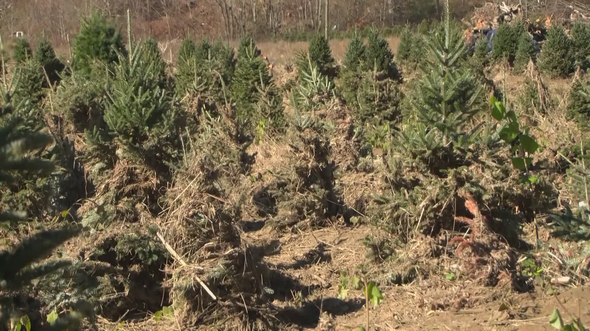 The farm lost 60,000 trees due to damage caused by the storm.