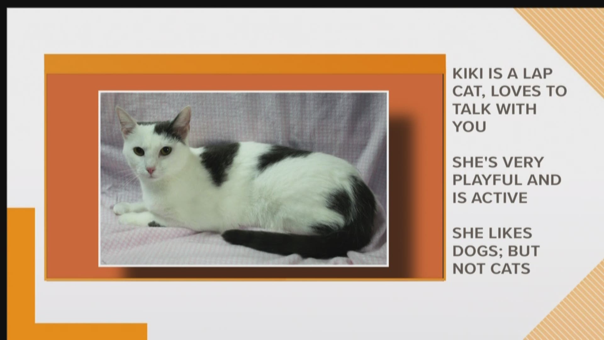 Kiki is at the Animal Awareness Society and is ready to love you!