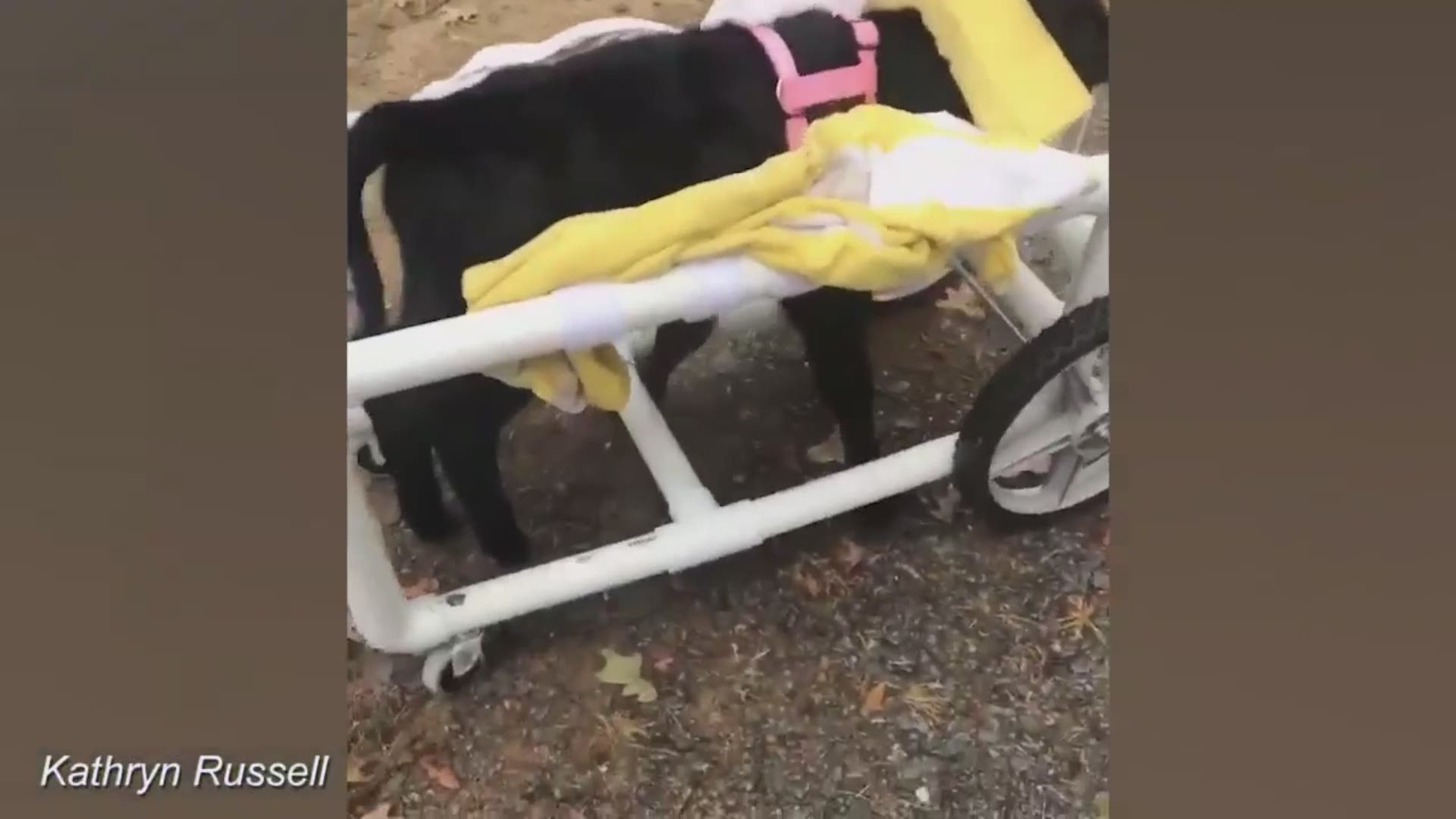 Unable to stand or properly lift her head to breathe or eat, the calf was likely to die. That’s when a Lowe’s employee went above and beyond to help the calf.