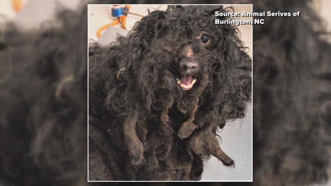 Nine little dogs abandoned in Burlington neighborhood adopted | Nine little dogs abandoned in Burlington neighborhood adopted |