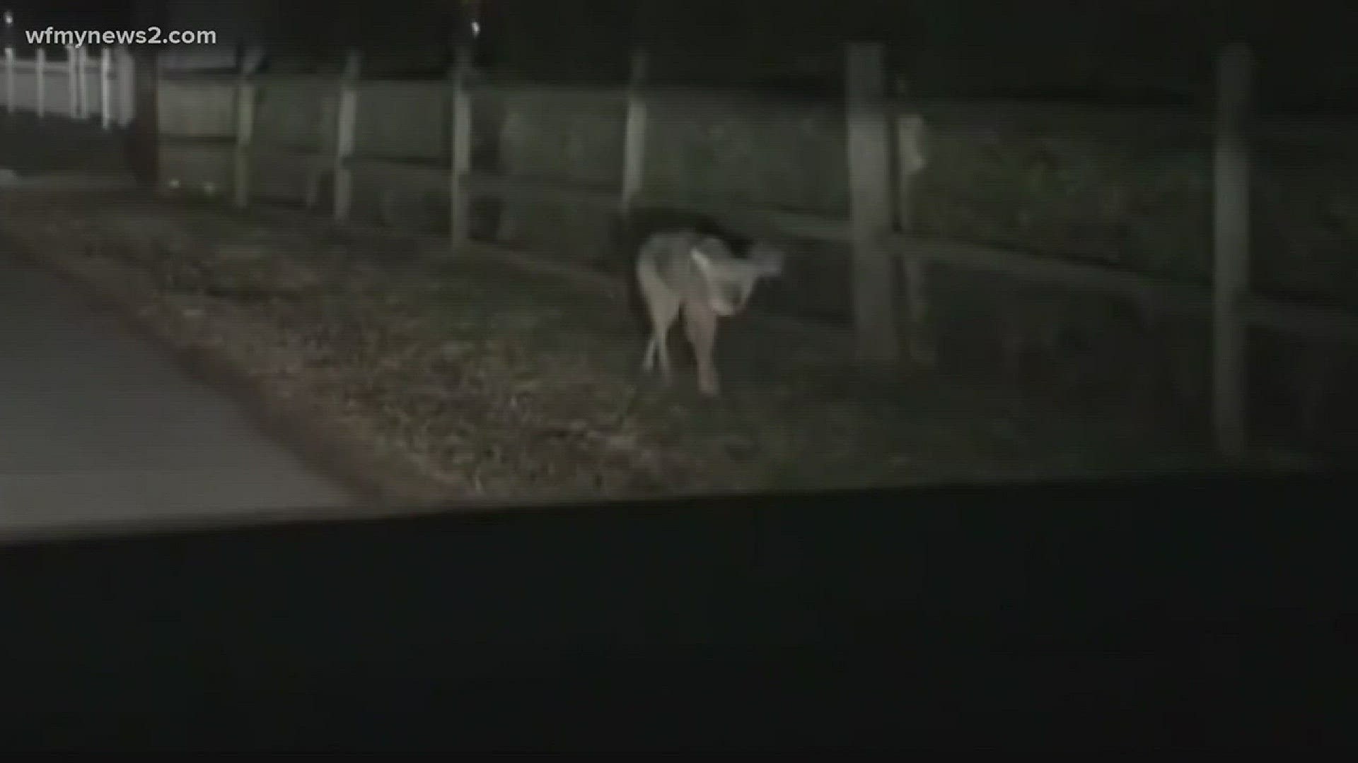 Family's Close Call With Coyote