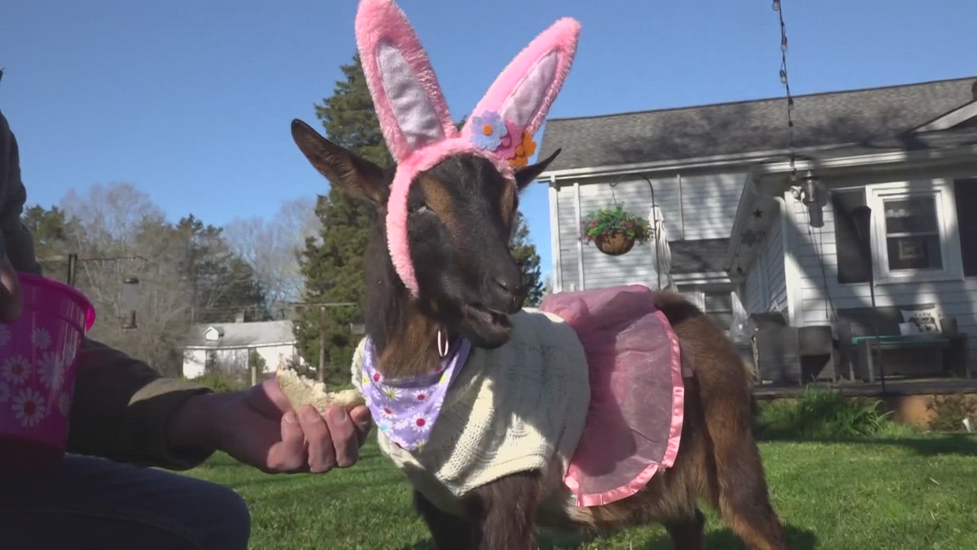 A Nigerian dwarf goat from the Triad competed to be the next Cadbury bunny.
