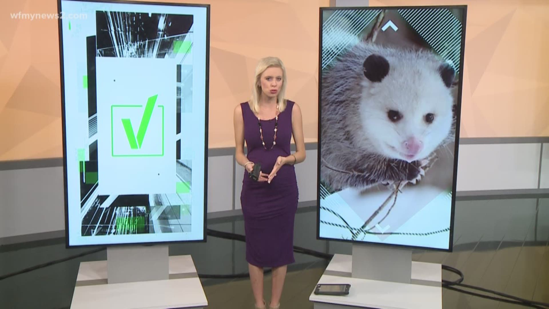 You ask; we VERIFY. Possums rarely contract rabies, but they do carry other diseases. A veterinarian explains the risks and the top rabies carriers in NC.