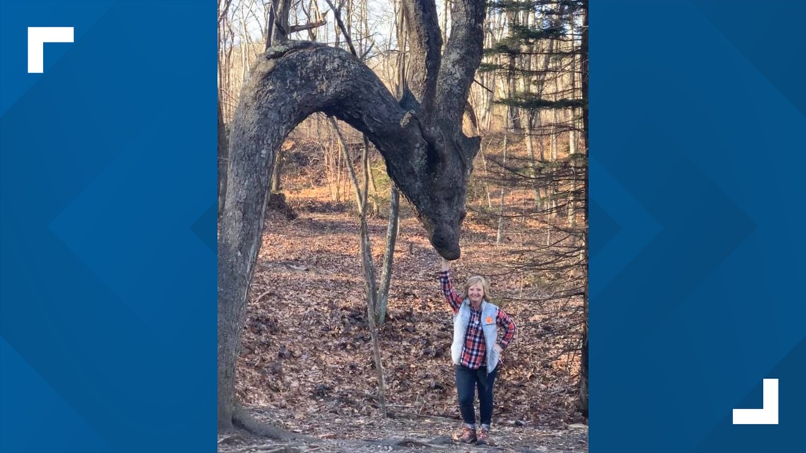 Blue Ridge Tree Man Woman finds dragon tree at Blue Ridge Parkway | wfmynews2.com