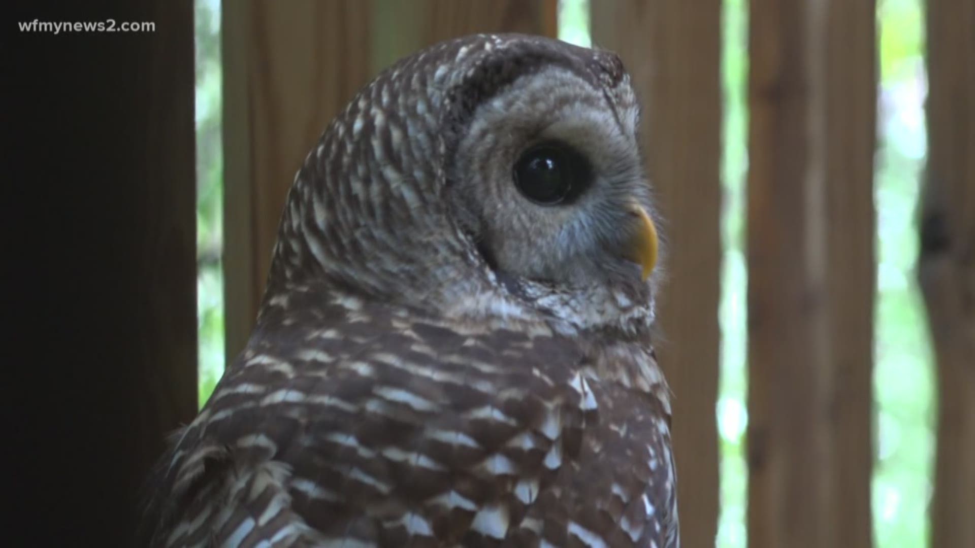 Injured Triad Owl In Rehab