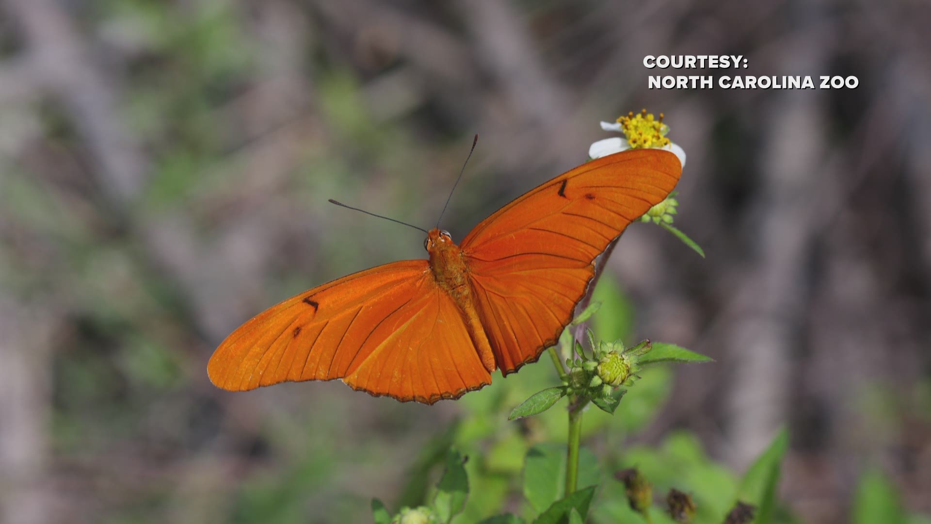 Here's some of what you'll see at the North Carolina Zoo's Kaleidoscope Butterfly Garden.
