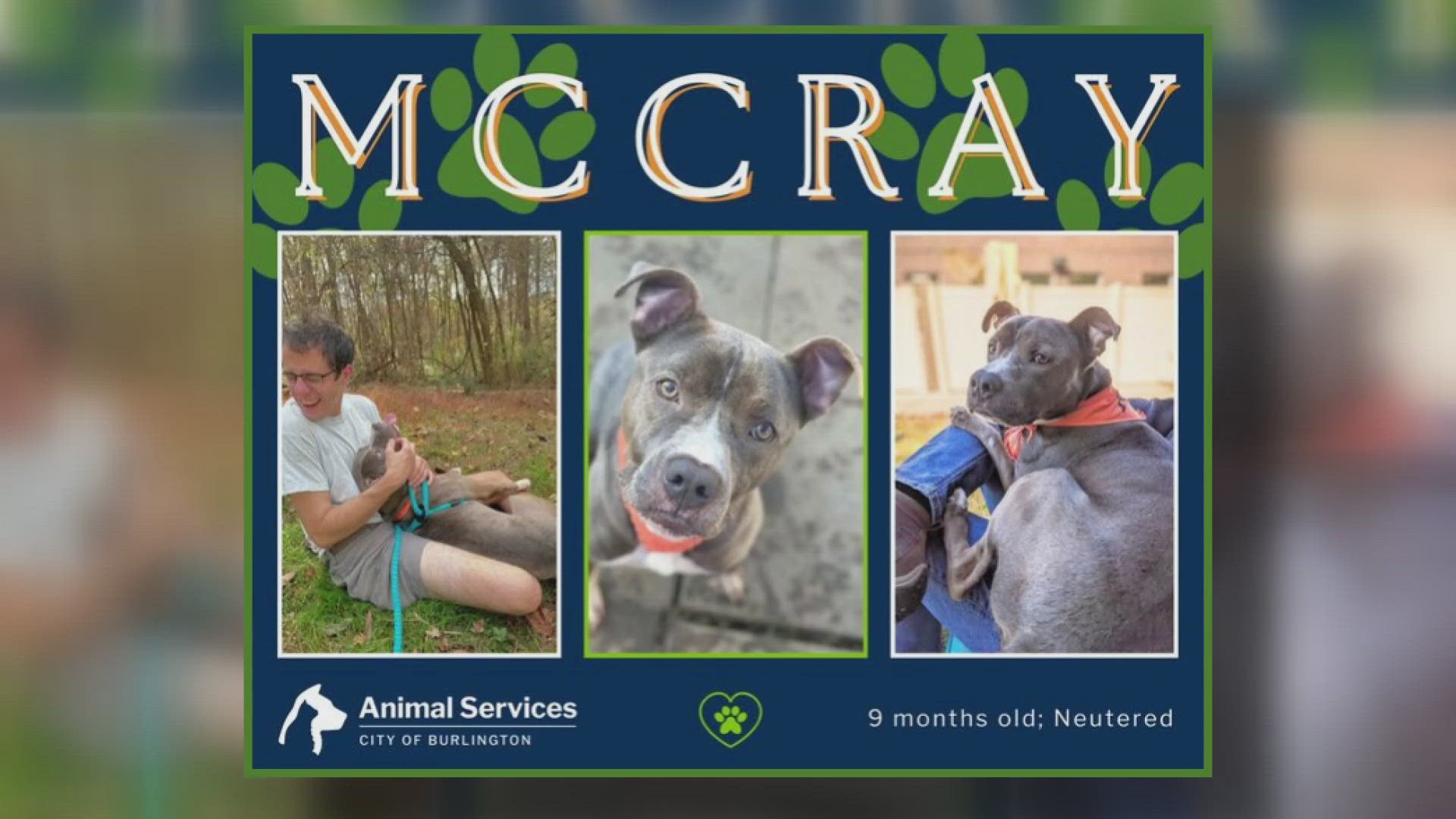 Let's get McCray adopted!