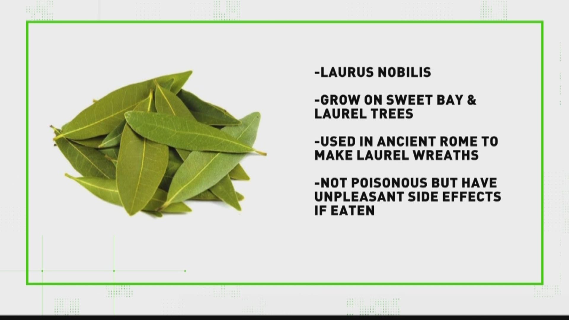 Thinking about using bay leaf for hair health? Here's all you need to know.  - 24 Mantra Organic