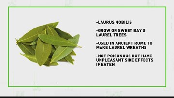 Verify Be Wary Of All Healing Bay Leaves Wfmynews2 Com