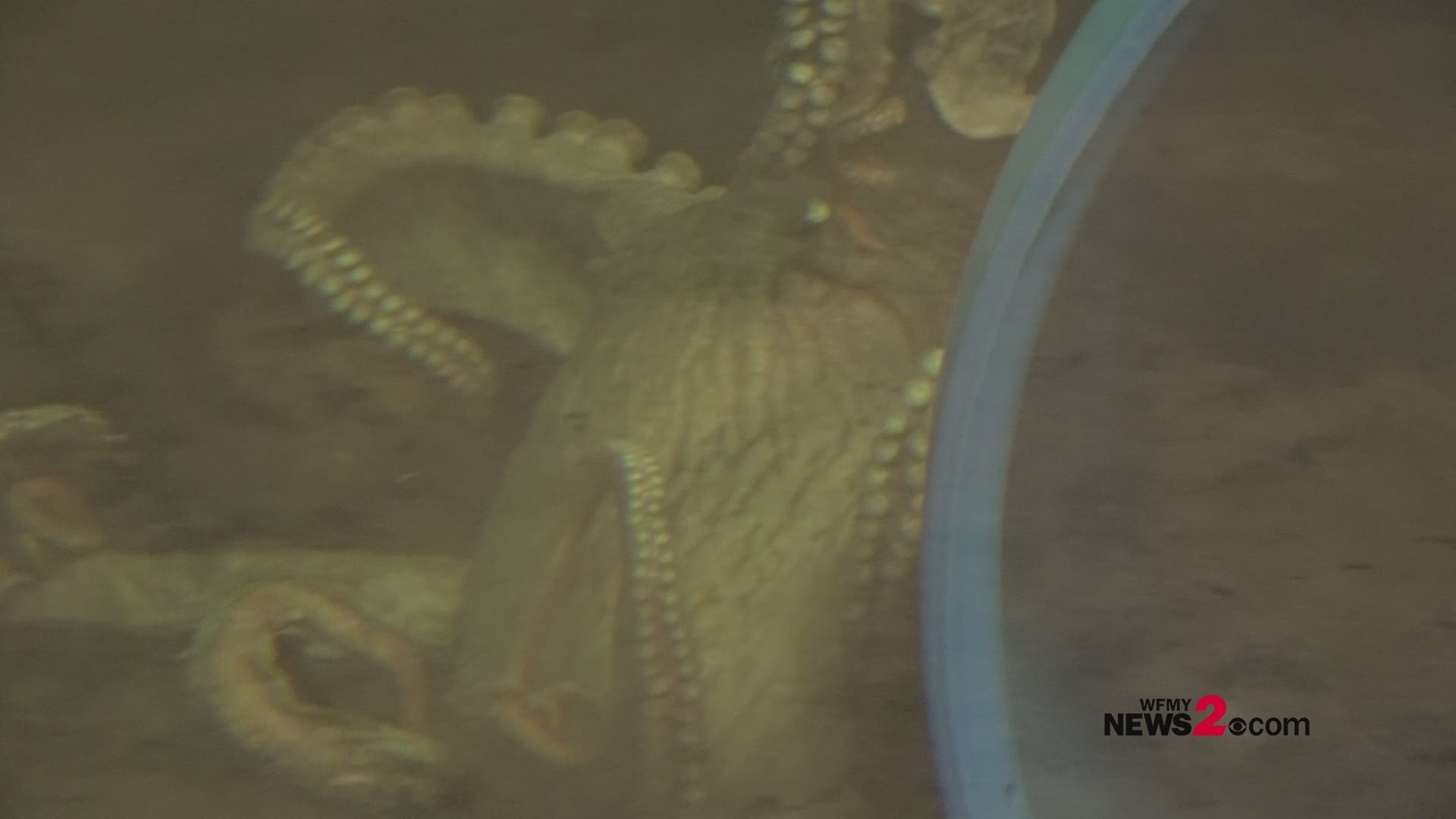 There's a new octopus for your family to check out!
The Greensboro Science Center is now home to a new Giant Pacific Octopus.