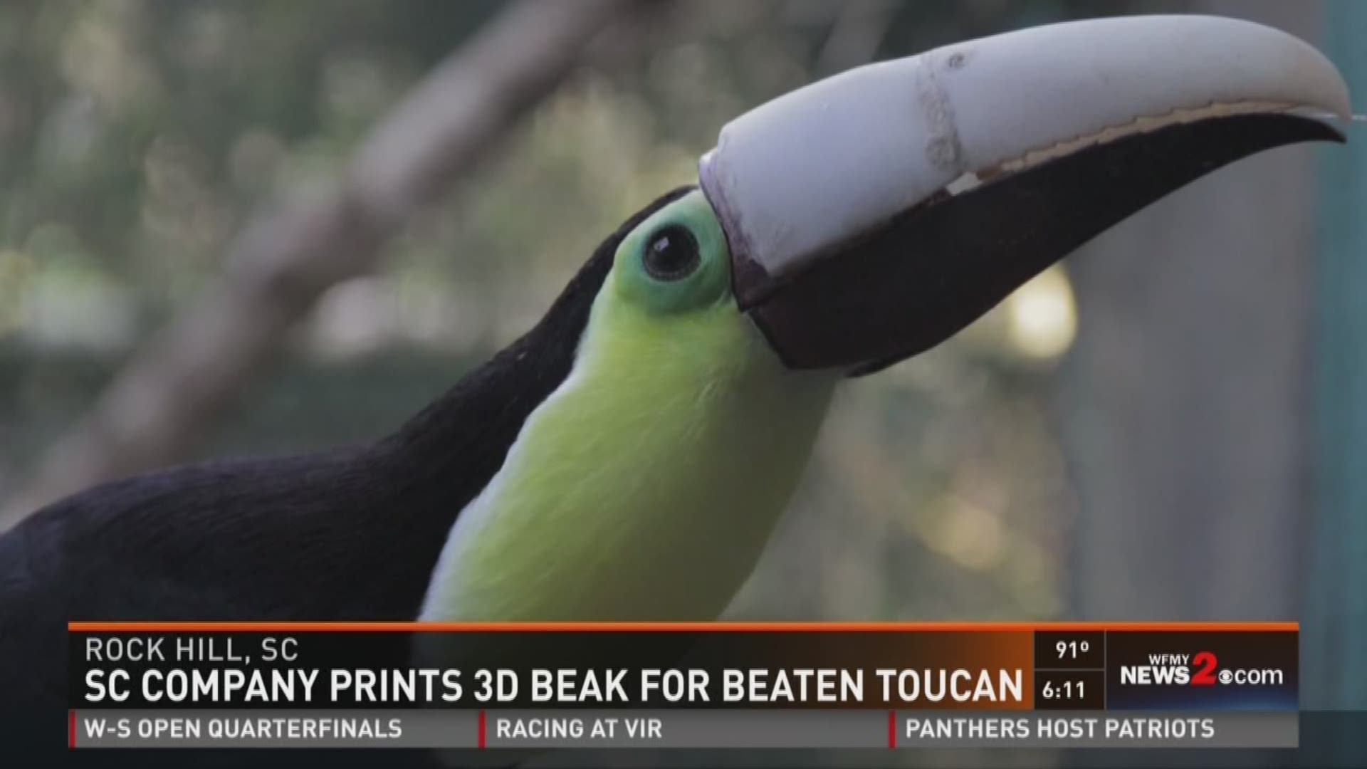 Company Prints 3D Beak For Beaten Toucan