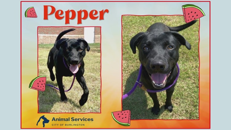 2 The Rescue: Meet Pepper