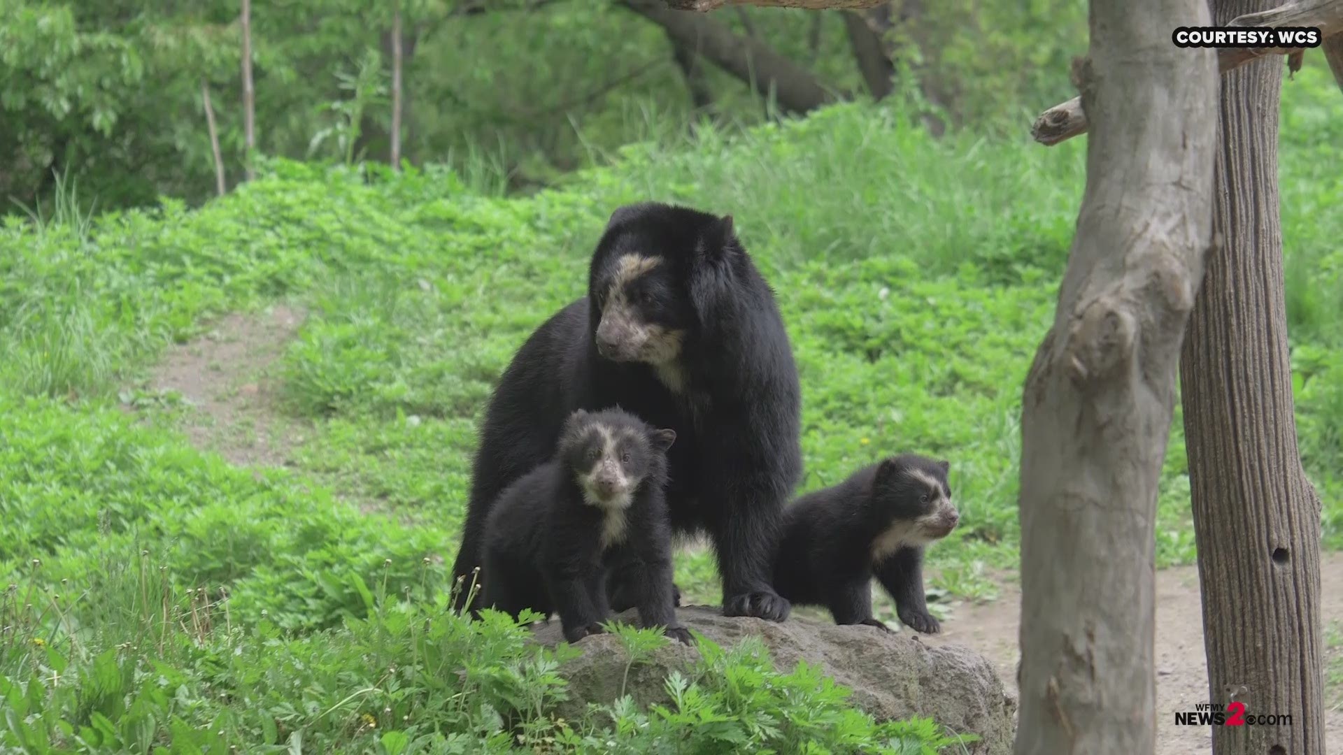 The rare Andean bear cubs named Brienne and Benny just made their debut at the Queens Zoo in New York City. The cubs were born in January to their mother, Nicole and father, Bouba.