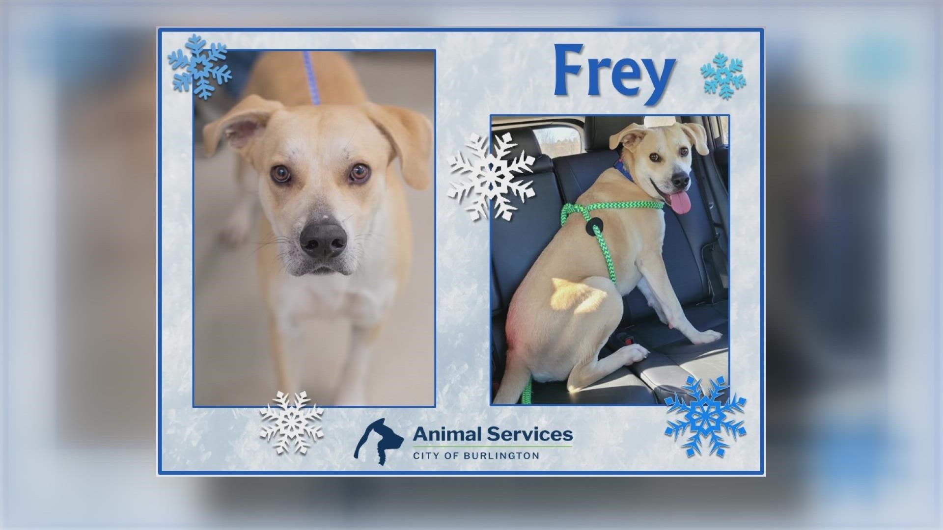 Let’s get Frey adopted!