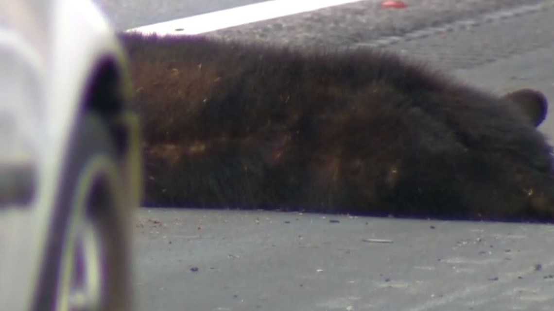 Bear Dies After Being Hit By Car Left on Side of I-40 in Greensboro ...