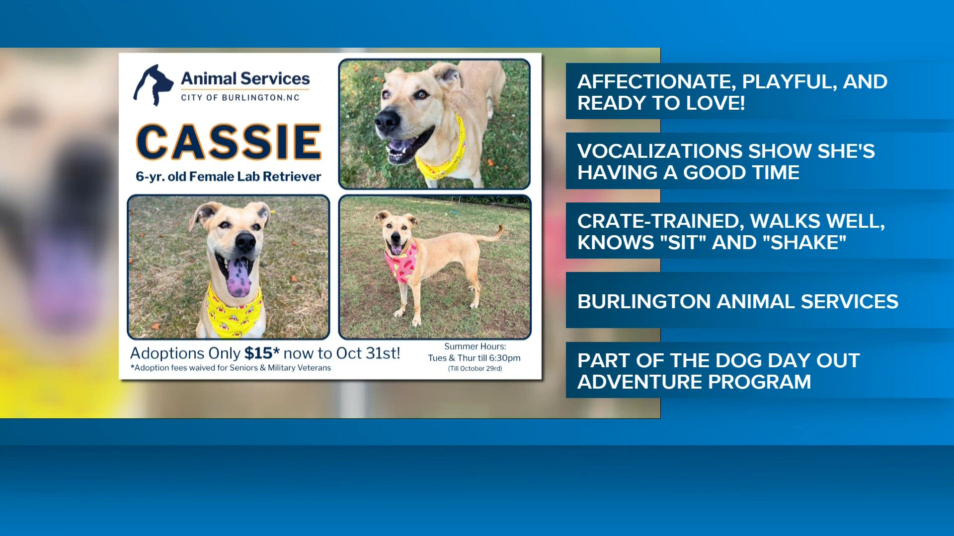 Meet Cassie | 2 the Rescue | wfmynews2.com