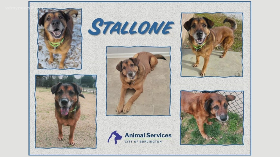 2 the Rescue: Meet Stallone | wfmynews2.com