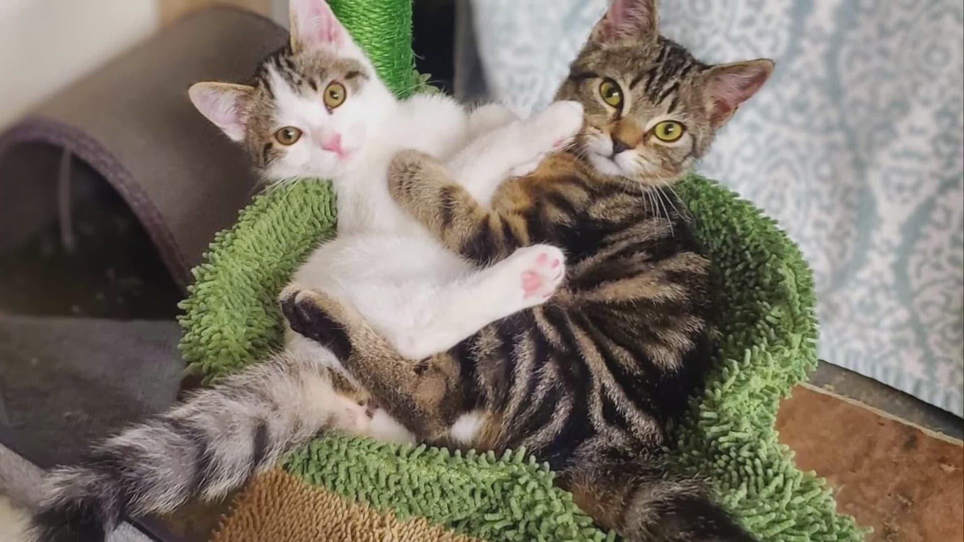 Let's get these two kittens adopted!