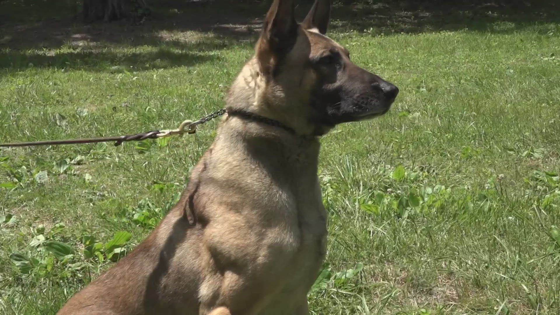 The sheriff’s office said it needs better equipment so the K9s can do their jobs more effectively.