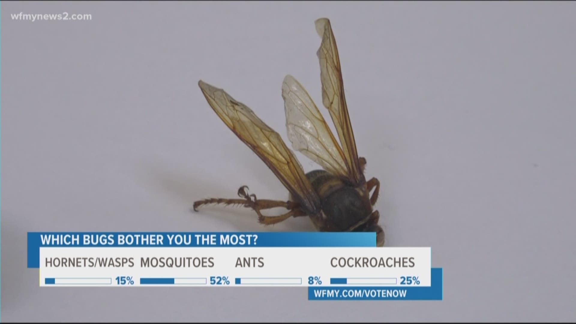 No matter how big, bad and ugly they look, the cicada killer wasps are not after you.
Just like their name says -- they only kill cicadas.