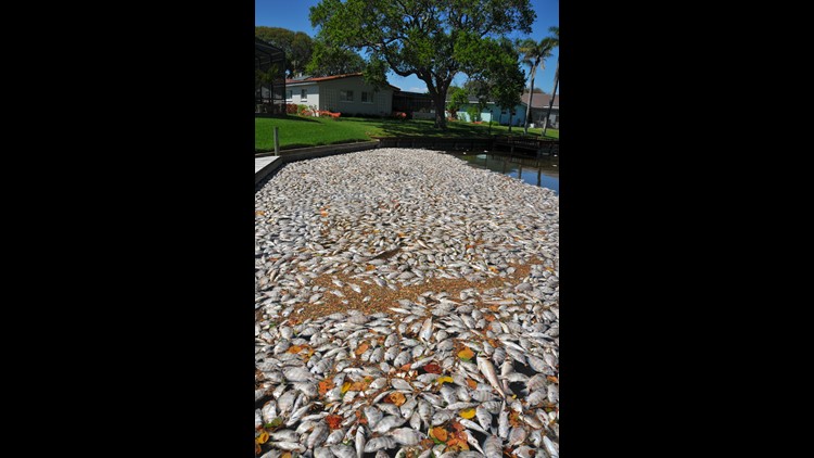 Indian River Lagoon fish kill worst in memory