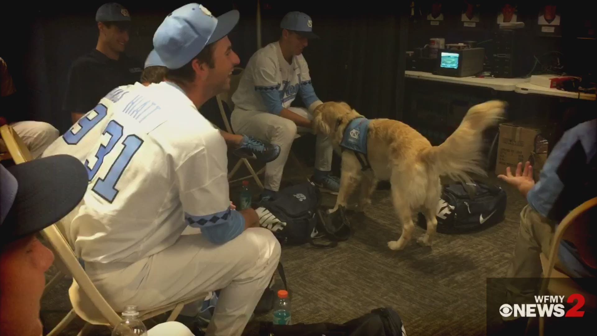 The UNC baseball team just became the first NCAA team in the Atlantic Coast Conference — and possibly even the country — to boast a team service dog. He's a nearly 3-year-old golden retriever. His name is Remington — Remi, for short — and he's a trained psychiatric, medical alert, facility, rehabilitation service dog, to be exact.