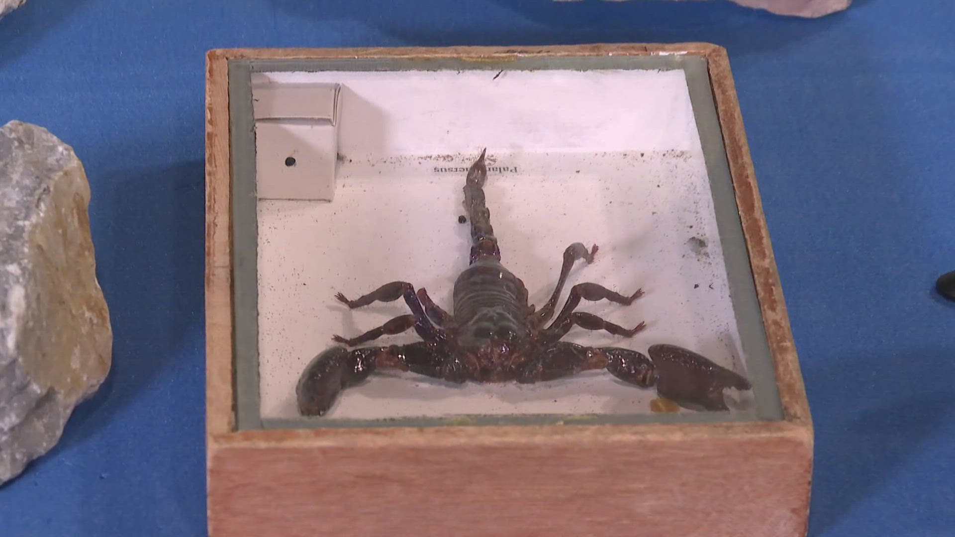 Eric Chilton gets a close up with a Florescent Scorpion at the Greensboro Science Center.