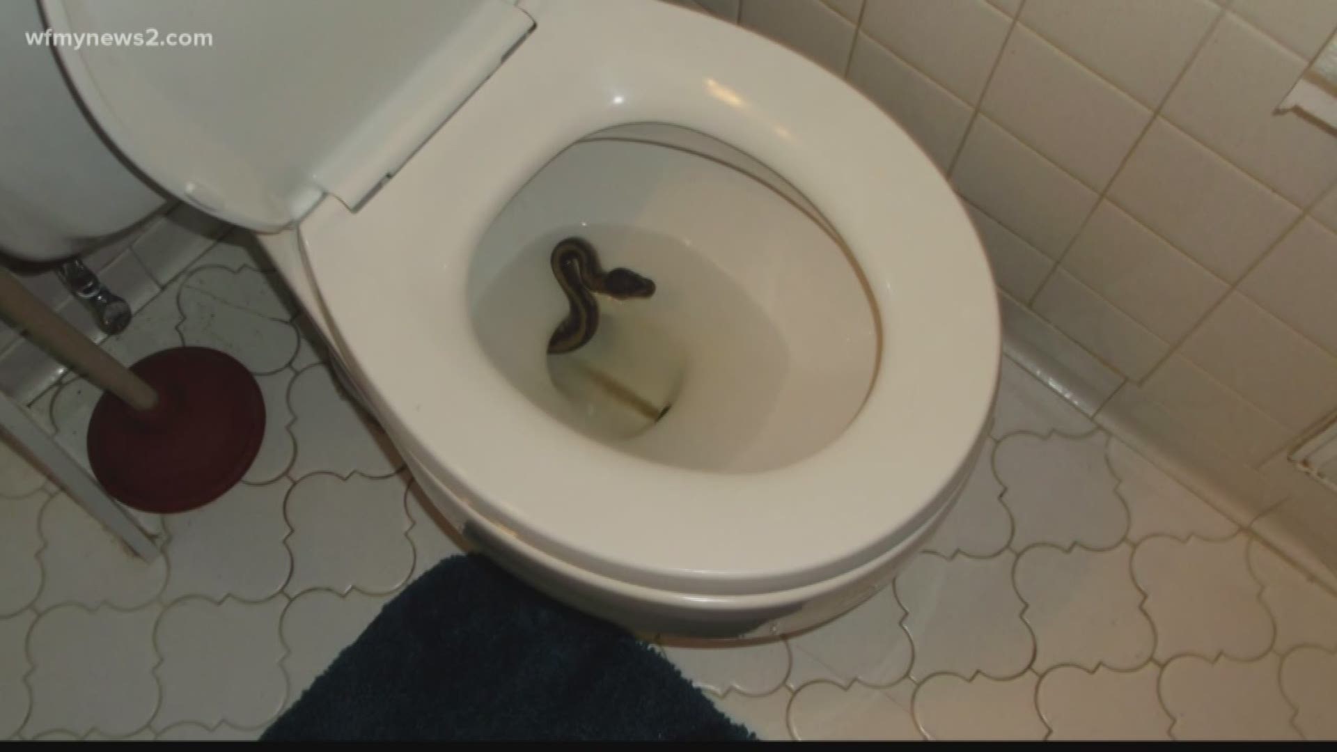 6 Effective ways to prevent snakes from entering your toilet in this dry  season