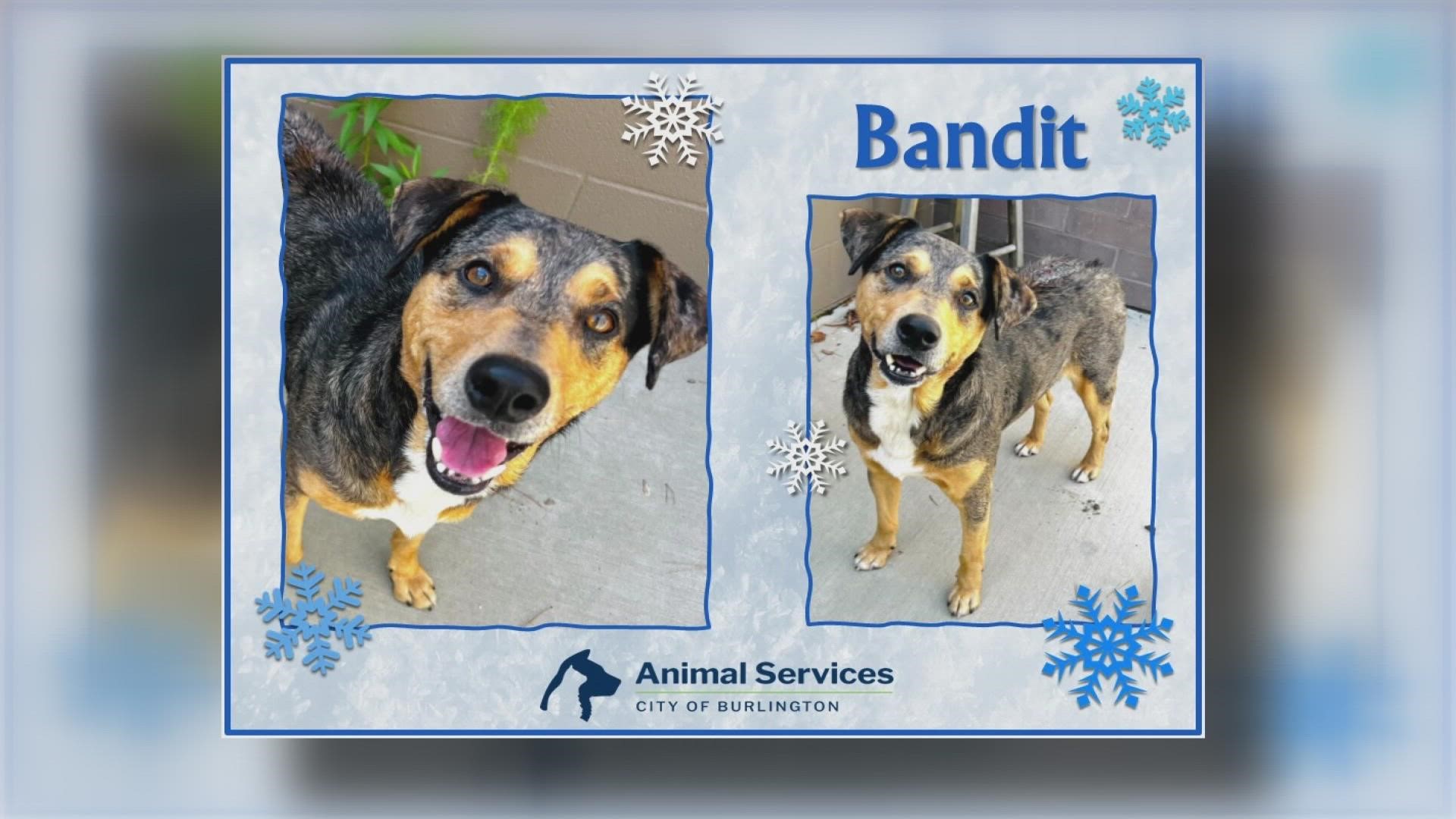 Let’s get Bandit adopted!