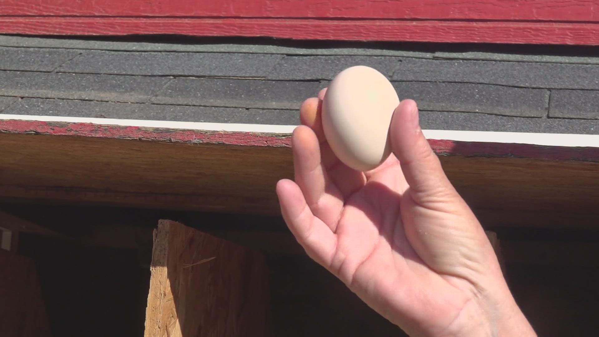 With egg prices higher than ever, one Triad egg farm is seeing an increase in egg sales.