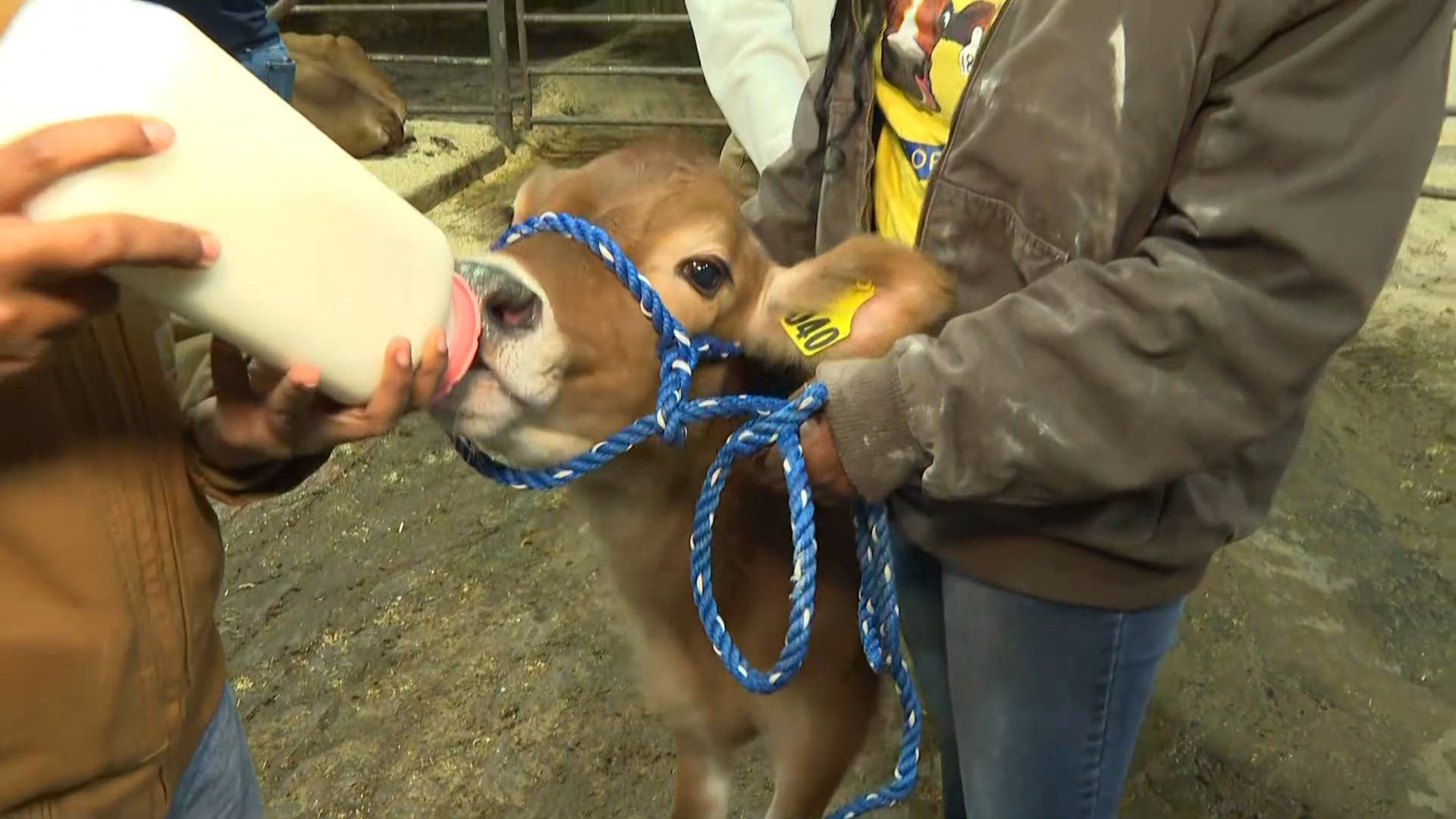 NC A&T's 100th GHOE | Animals thrive at school's dairy farm | wfmynews2.com