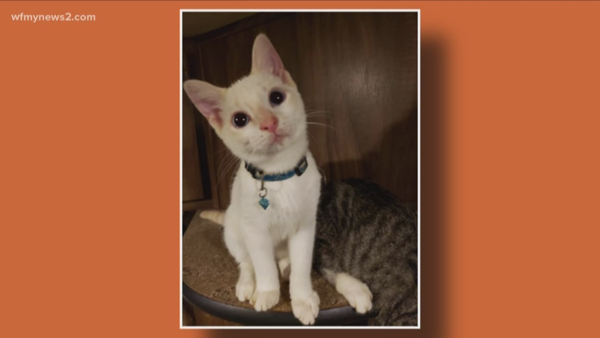 This sweet baby from the Animal Awareness Society is ready to be the newest member of your family.