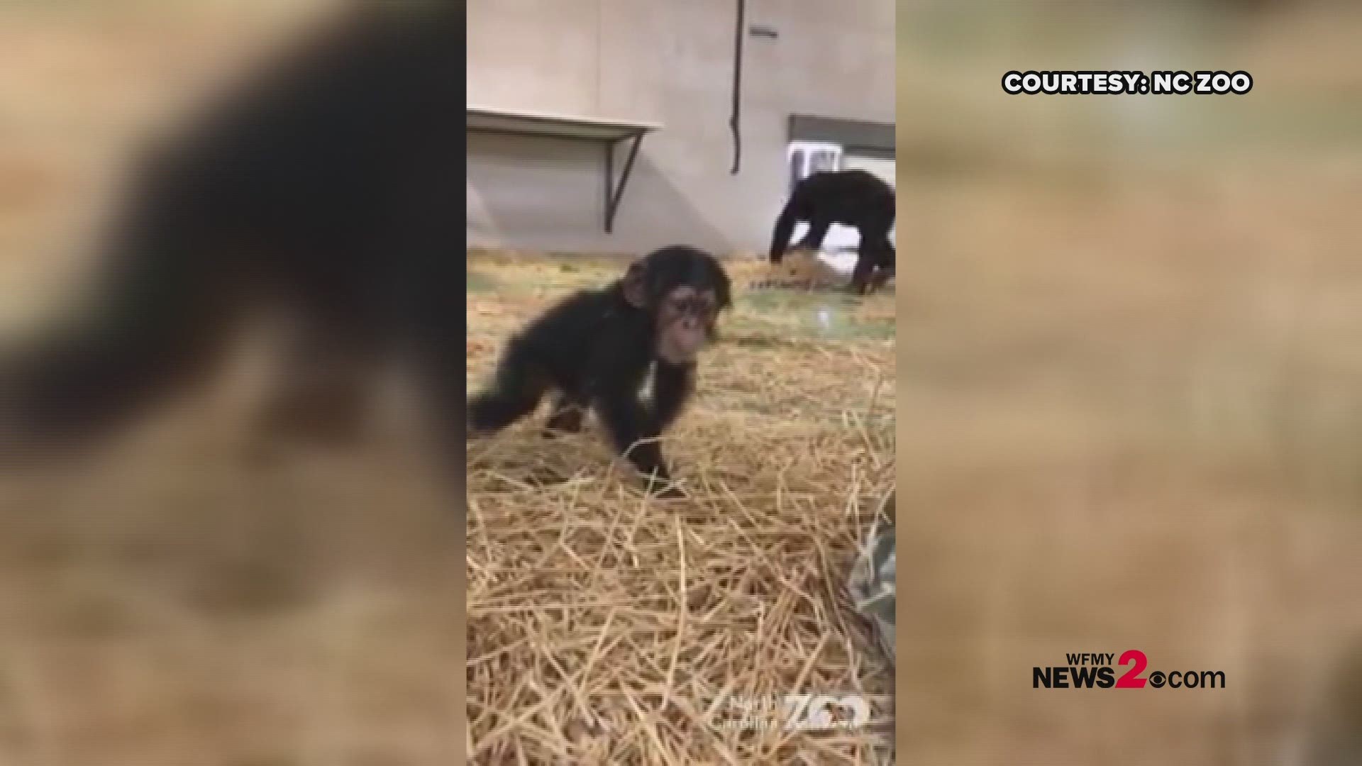 Look at him go! North Carolina Zoo says Obi, their baby chimpanzee, just turned 6 months old, and he is on the move! The zoo says Obi is gaining more independence and learning to walk on his own. Of course, his mom Gerre is always close by to keep an eye on him.