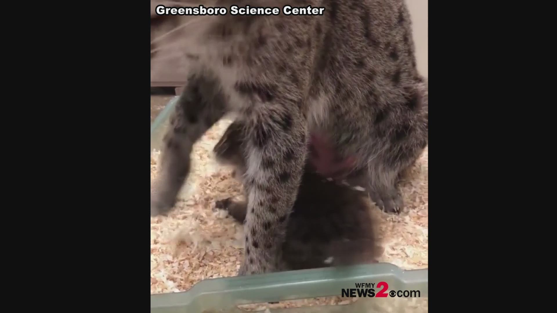 You can help name the Fishing Cat born at the Greensboro Science Center